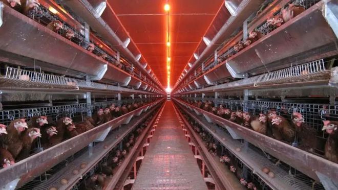 ag凯发VIV青岛特约丨广州广兴牧业设备集团：以出口基础铸全球精品(图3)