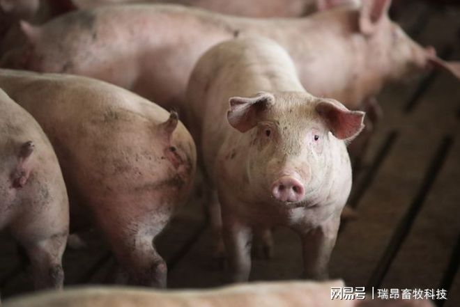 养猪设备还可以火几年养猪专家：最少三年！