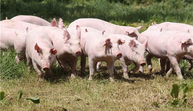 2021-2026年中国畜牧养殖设备行业规模波动增长技术升级趋势明显