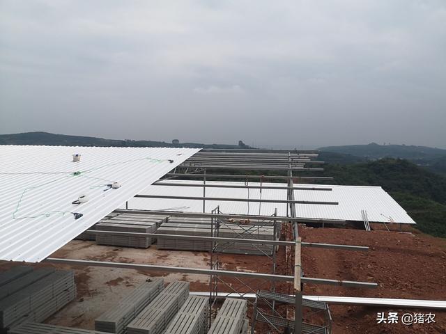 现代化猪场有多高级！原来养猪巨头都这样养猪了(图2)