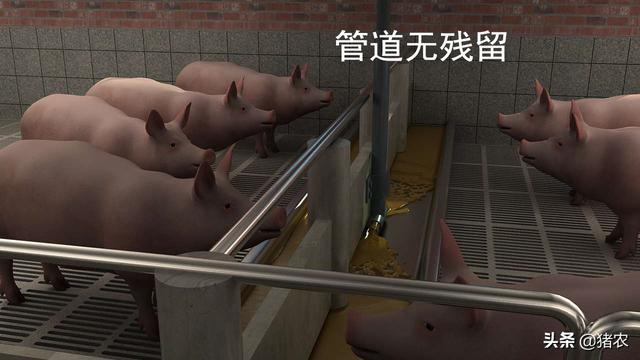 现代化猪场有多高级！原来养猪巨头都这样养猪了(图3)
