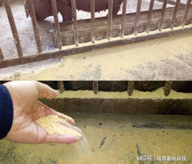 凯发旗舰厅猪价要跌了2021年还是养猪红利期吗？传统饲喂模式要被淘汰？(图3)