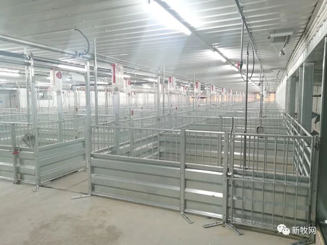 森和种猪尚海广：8人可养1200头曾祖代SPF种猪！猪场设计可使PSY达38头‖匠心(图2)