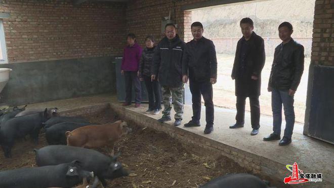 发酵床上养殖肥猪生态致富两不误(图4)