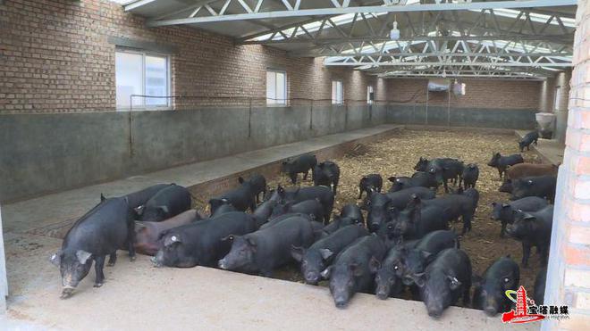 发酵床上养殖肥猪生态致富两不误(图1)