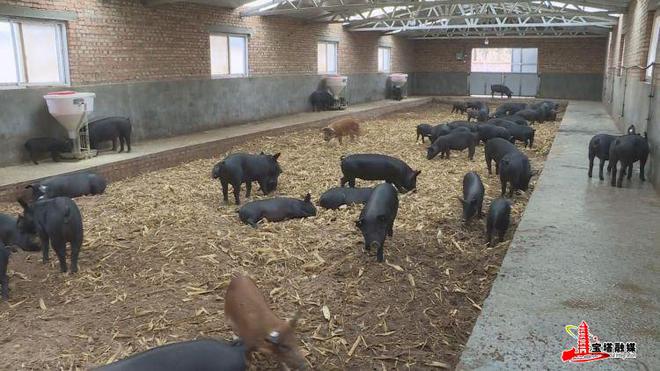 发酵床上养殖肥猪生态致富两不误(图5)