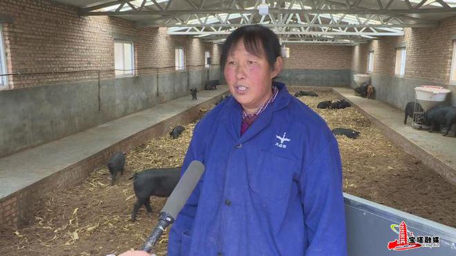 发酵床上养殖肥猪生态致富两不误(图6)