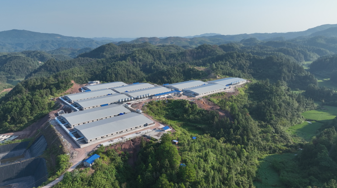 实现全程智能喂养中方县首家机械化养猪场将于9月投入使用