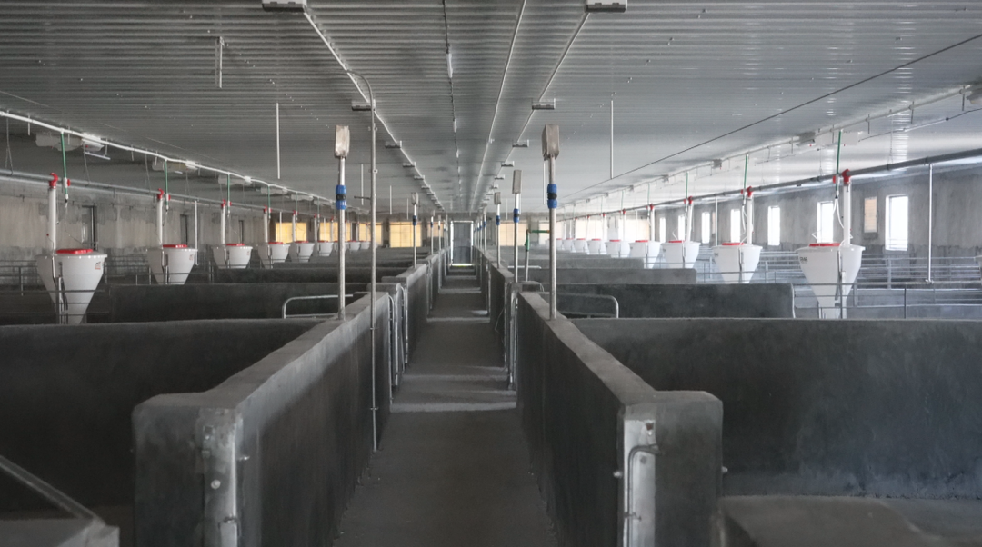 实现全程智能喂养中方县首家机械化养猪场将于9月投入使用(图2)