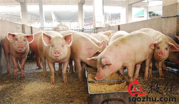怎样建设现代化养猪场？这三个步骤很重要