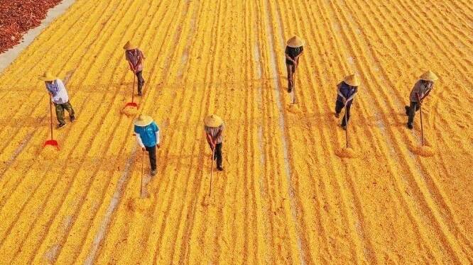 凯发旗舰厅闪电评论丨“齐鲁粮仓”丰收忙