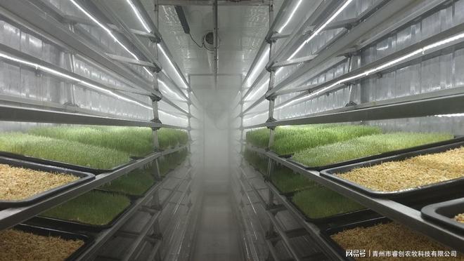 凯发旗舰厅自动化水培牧草设备：降低人力成本提升畜牧业发展！(图2)