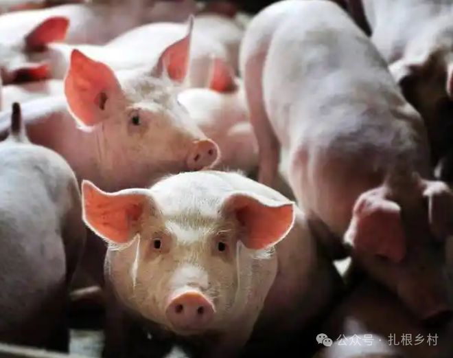 ag凯发为什么农民不养猪了？这是好事还是坏事呢？(图3)