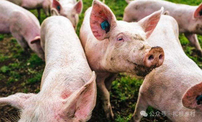 ag凯发为什么农民不养猪了？这是好事还是坏事呢？(图2)