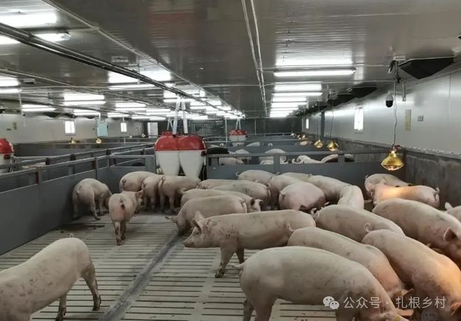 ag凯发为什么农民不养猪了？这是好事还是坏事呢？