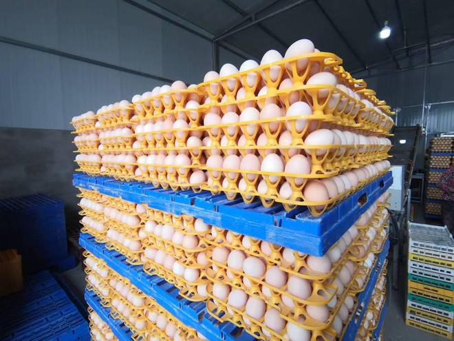 鲜鸡粪污染环境？这种污粪处理技术让它变废为宝(图3)