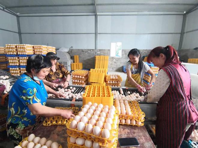 鲜鸡粪污染环境？这种污粪处理技术让它变废为宝(图2)