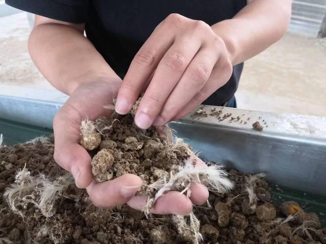 鲜鸡粪污染环境？这种污粪处理技术让它变废为宝(图6)