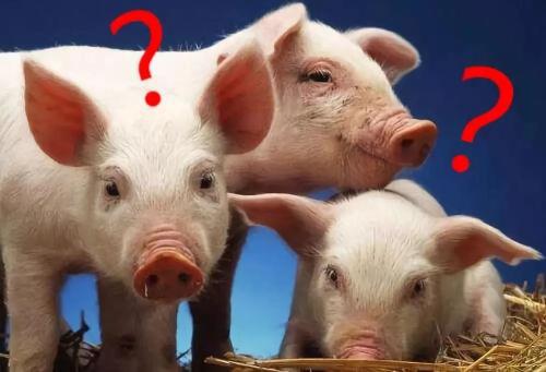 养猪业迎来春天为何农民不愿意再去养猪呢？老农无奈的说出原因