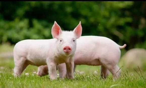 养猪业迎来春天为何农民不愿意再去养猪呢？老农无奈的说出原因(图2)