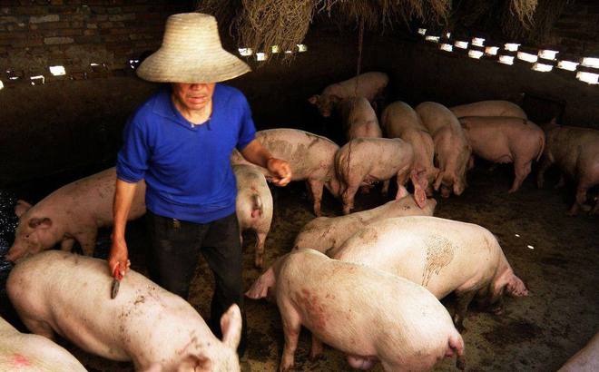 养猪业迎来春天为何农民不愿意再去养猪呢？老农无奈的说出原因(图3)