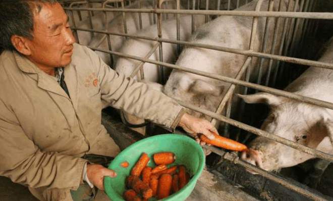 养猪业迎来春天为何农民不愿意再去养猪呢？老农无奈的说出原因(图4)