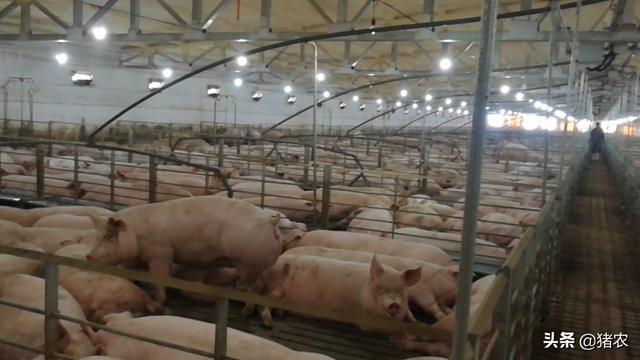 养猪设备五花八门贵的就一定效果好？(图4)