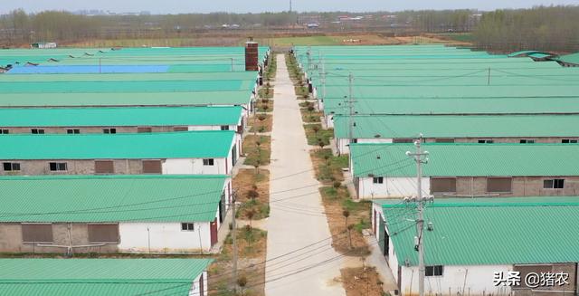 养猪设备五花八门贵的就一定效果好？(图2)