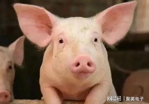 建设智慧养猪场需要申请吗？至少要办理这些证件