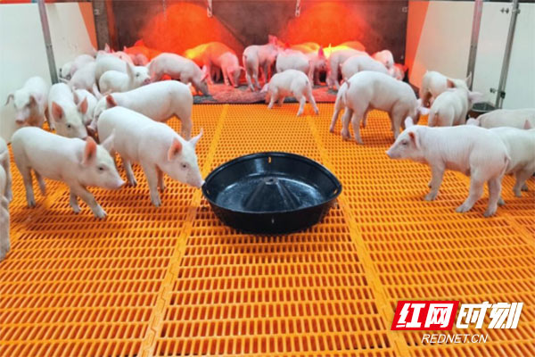 株洲：布局全产业链现代化生猪生产领跑全省(图2)