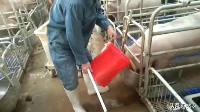 独家：揭秘养猪场液态饲喂全过程看凯发国际完不用花高价钱买设备了？(图3)