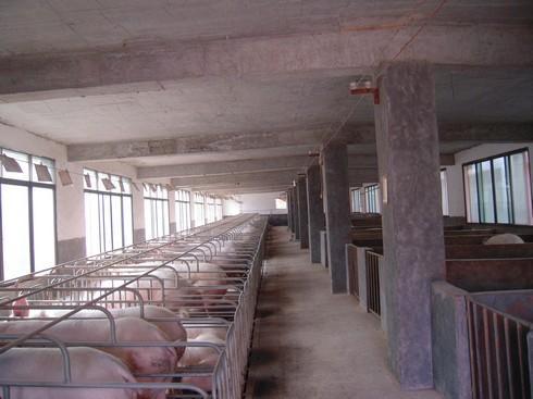 建猪场养一百头猪需要投资多少成本？看专业猪场建造如何分析！(图3)