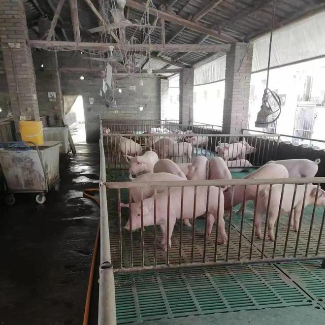 推动设备更新改造贴息贷款让养猪效益更高(图2)