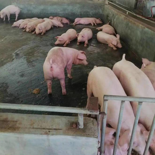 推动设备更新改造贴息贷款让养猪效益更高(图3)