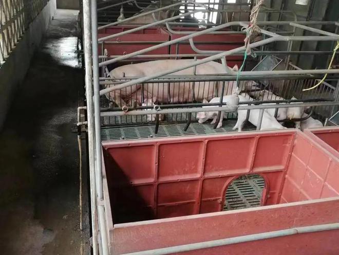 推动设备更新改造贴息贷款让养猪效益更高(图6)