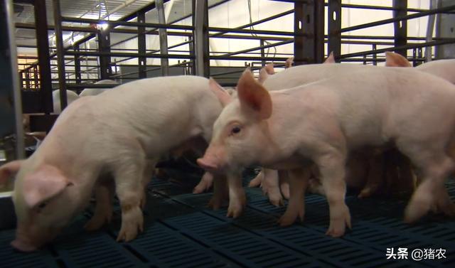 养猪场设备应用有必要吗？听听养猪十年的老养殖户怎么说