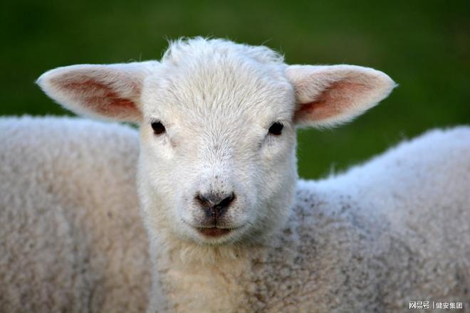 推动现代设施畜牧业发展2030年我国畜禽养殖规模化率将达83%(图5)