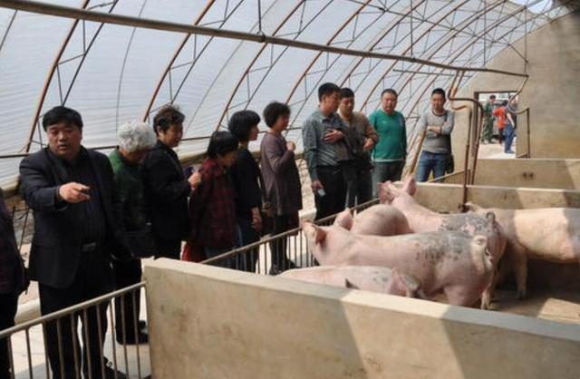 建存栏500头生猪养殖场占地多少平米合适？每平米需要多少元？(图3)