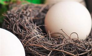 2022年畜牧业机械行业现状及发展前景分析(图2)