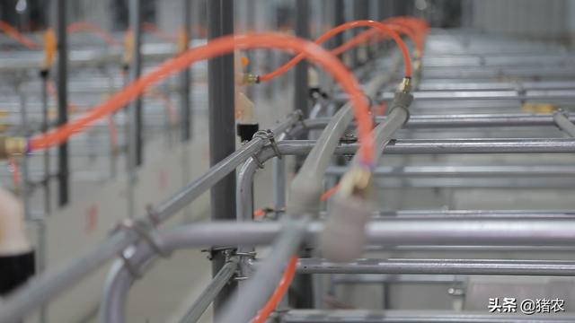 有这三种想法的人劝你别养猪(图3)