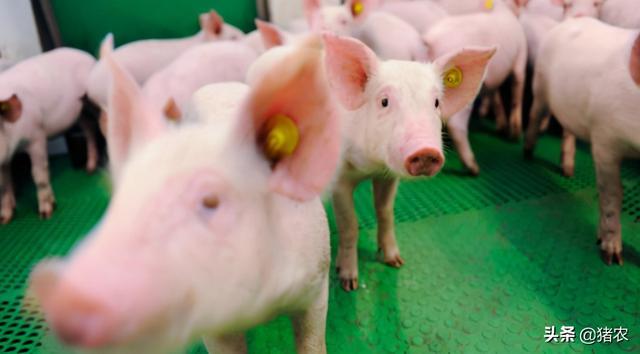 有这三种想法的人劝你别养猪(图2)