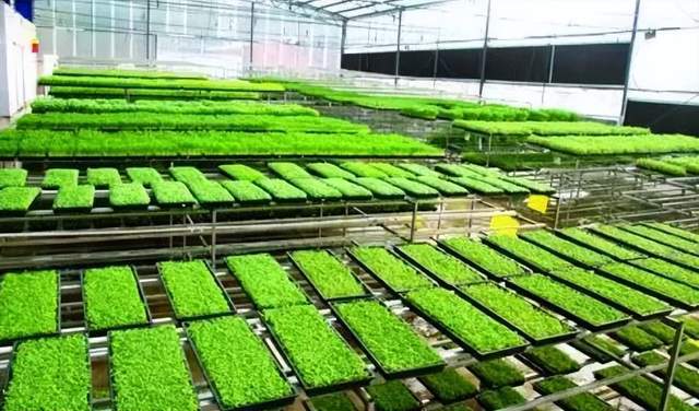 【农业行业观察】超然！无人猪场：未来养猪新场景（附商业模式）