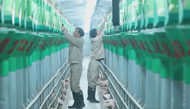 【农业行业观察】超然！无人猪场：未来养猪新场景（附商业模式）(图3)