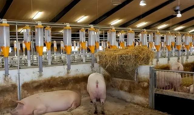 【农业行业观察】超然！无人猪场：未来养猪新场景（附商业模式）(图2)