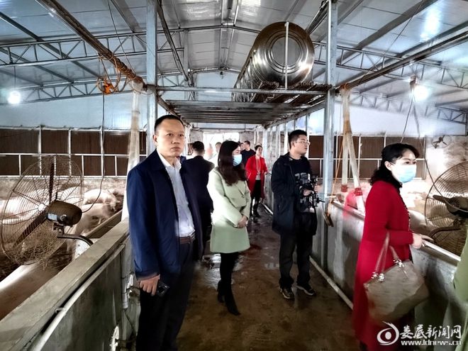 娄星区石井镇：菌凯发旗舰厅草养猪成效初显