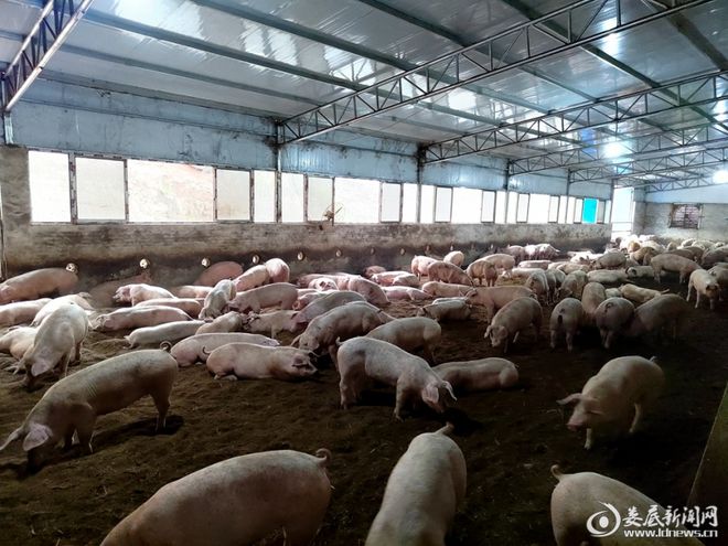 娄星区石井镇：菌凯发旗舰厅草养猪成效初显(图2)
