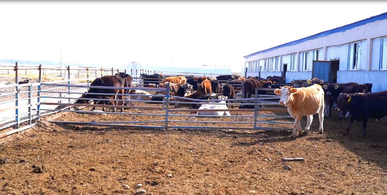 肉牛产业蓬勃发展助力乡村振兴