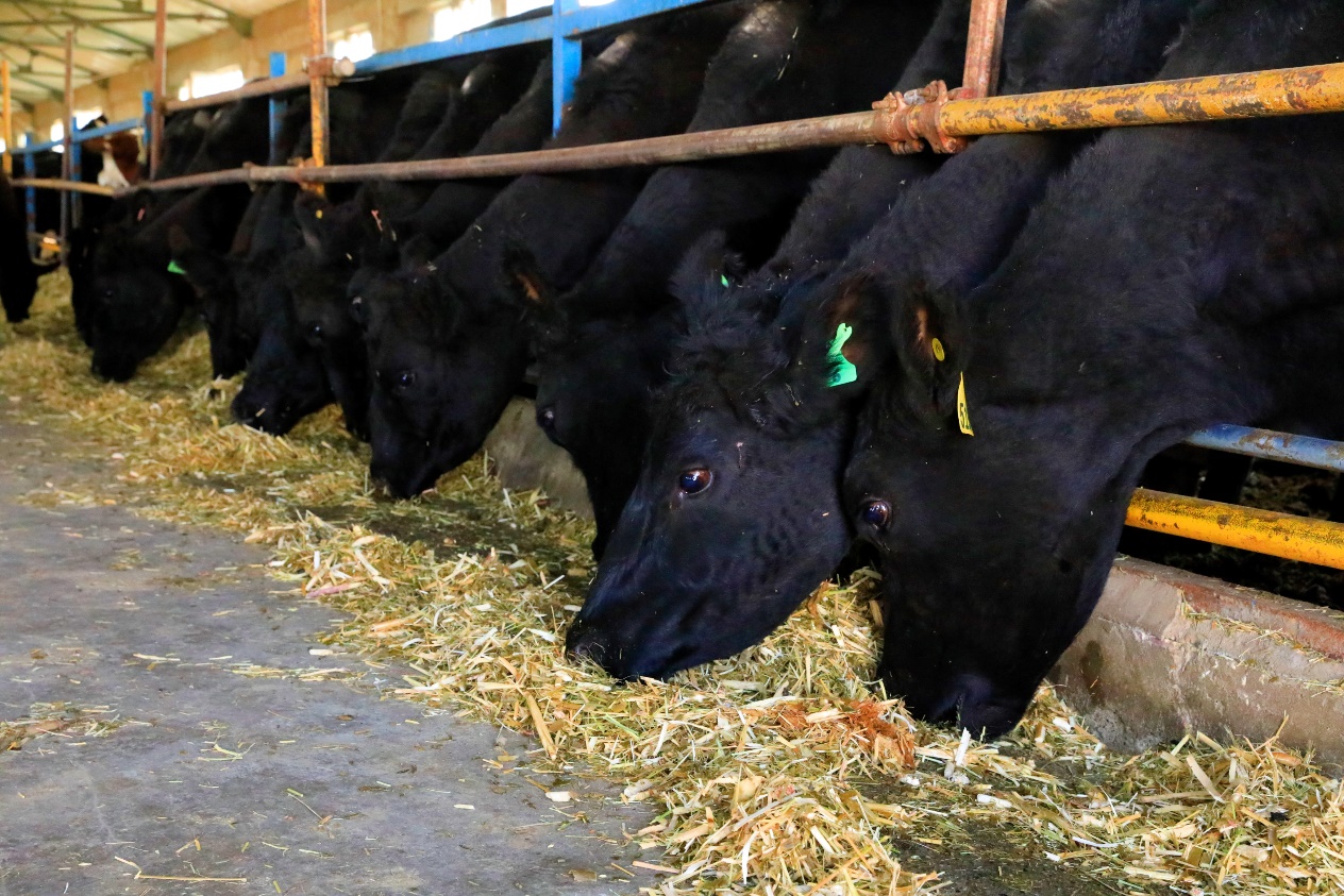 肉牛产业蓬勃发展助力乡村振兴(图2)