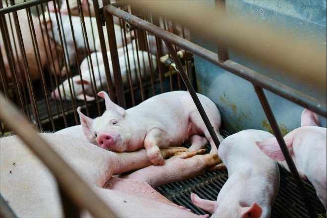 猪价变化莫测养猪人如何稳定应对在凯发旗舰厅低价时也能减少损失？