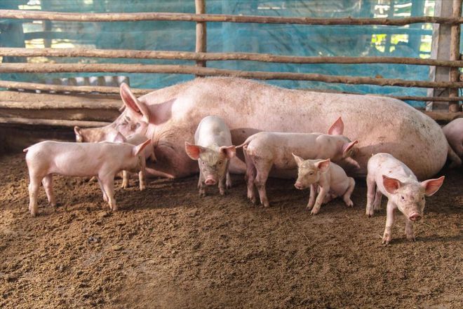 猪价变化莫测养猪人如何稳定应对在凯发旗舰厅低价时也能减少损失？(图2)